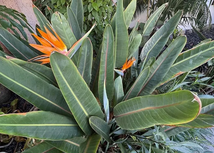 Sea View Διαμέρισμα Πλάγια ντελ Ινγκλές