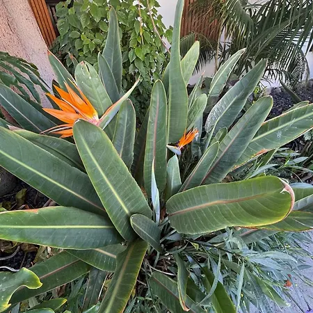 Sea View Apartman Playa del Inglés